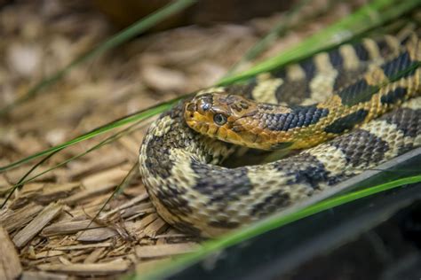 Eastern Fox Snake - Milwaukee County Zoo