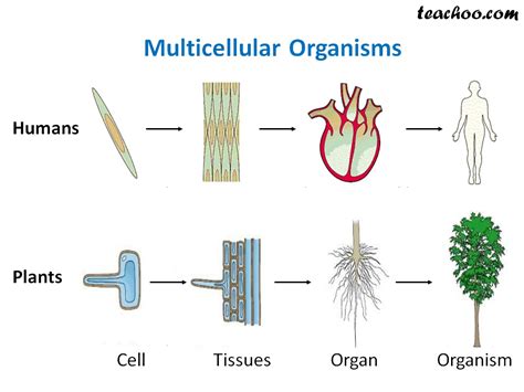 Unicellular And Multicellular Definition