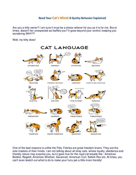 Cat Behavior : 8 Quirky Behavior Explained