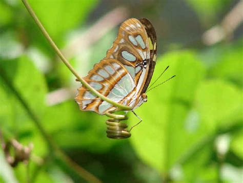 Nature in the Dominican Republic including Mammals, Amphibians ...