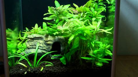 Aquarium Plant Care Guide - YouTube