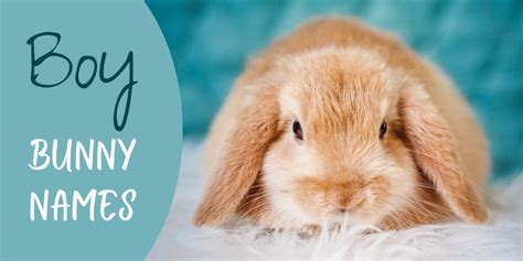 350+ Bunny Names for Your Floppy-Eared Friend (From Acorn to Zeus ...