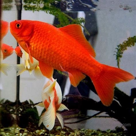 Ornamental fish - Cyprinids - Carp family - Cyprinidae | ornamental ...