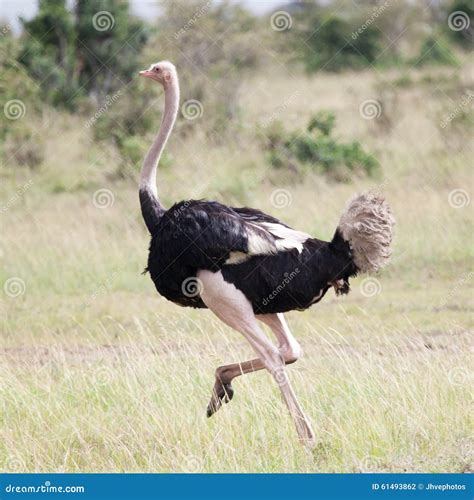 Male of African Ostrich Running Stock Photo - Image of camelus, head ...