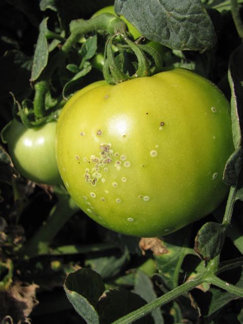 Bacterial Canker of Tomato | Purdue University Vegetable Crops Hotline