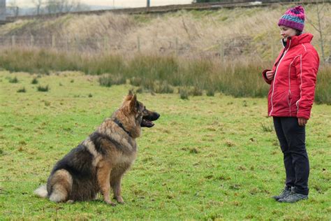 German Shepherd Training – Telegraph