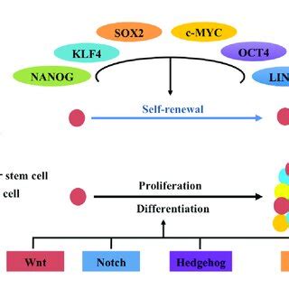 A schematic representation of the ubiquitin-proteasome system ...