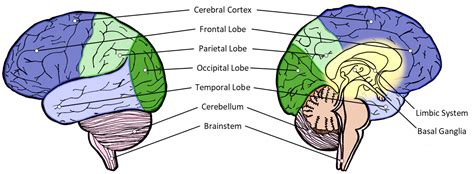 Brain Anatomy | Better Brains for Babies