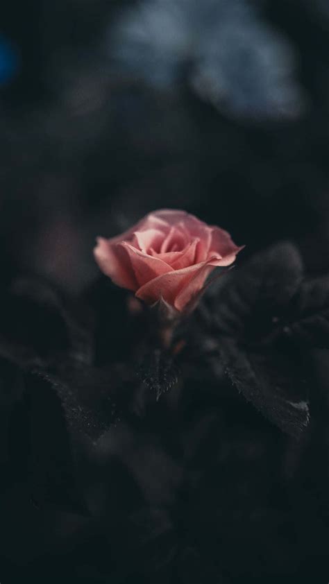 Download Black Rose Aesthetic Phone Wallpaper | Wallpapers.com