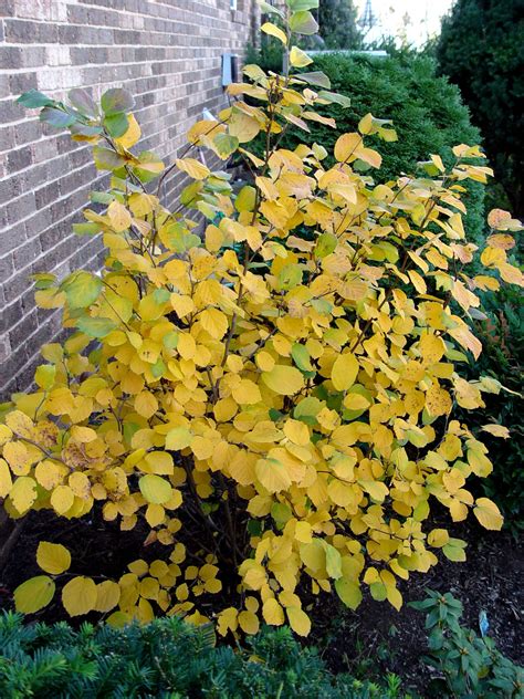 Fothergilla ‘Mt. Airy’ | Garden Housecalls