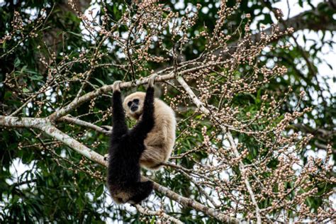 120+ Pileated Gibbon Photos Stock Photos, Pictures & Royalty-Free ...