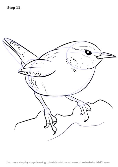 Carolina Wren Drawing at GetDrawings | Free download