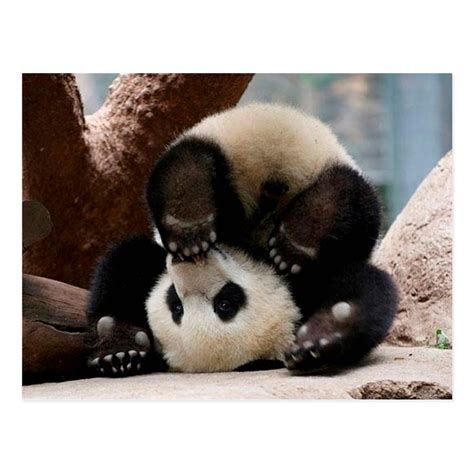 Bored Panda Cute Baby Animals - Dogs And Cats Wallpaper