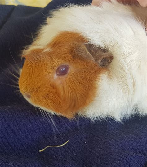 Cavy Savvy Guinea Pig Community - Home | Facebook