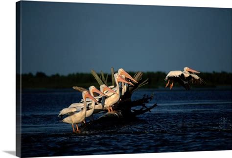 Atchafalaya Delta, Atchafalaya National Wildlife Refuge, Louisiana ...