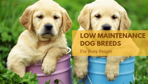 12 Low Maintenance Dog Breeds For Busy People