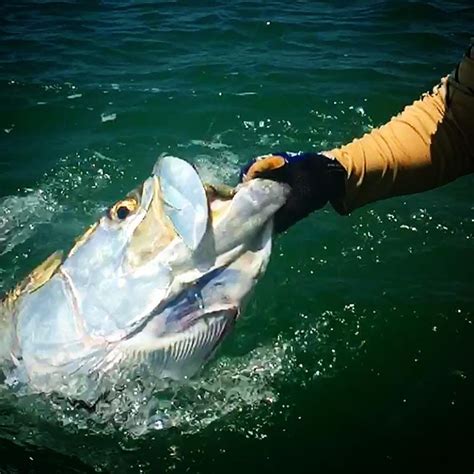 Boca Grande Tarpon Fishing Charters | Capt. Jay Withers