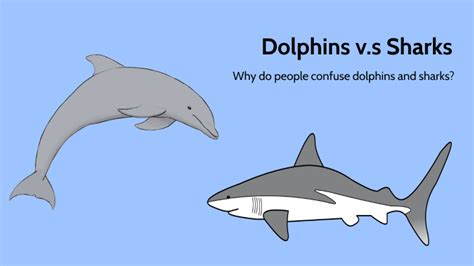 Dolphin v.s. Shark by Eric Park on Prezi