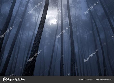 Forest in a full moon night — Stock Photo © zacariasdamata #161936396