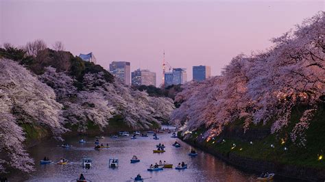 9 of the best places to see cherry blossoms in Japan