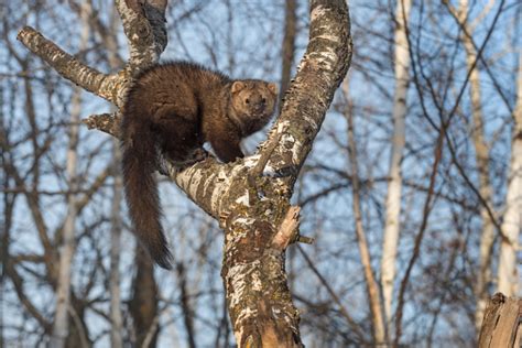 The Characteristics of Fisher Cats and Pine Martens - Krebs Creek