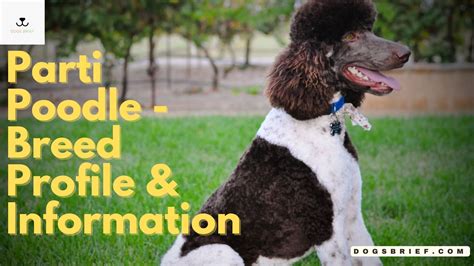 Parti Poodle - Breed Profile & Information