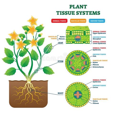 Tissue Types Diagram