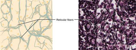 Connective Tissue | Anatomy and Physiology