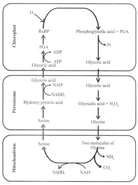 Photorespiration or C2 cycle difference in c2 cycle and dark respiration