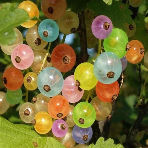 Rainbow Cape Gooseberry Seeds Plants Garden Grow Your - Etsy