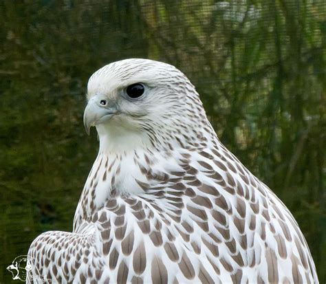 white falcon - Google Search | Throne of glass, White falcon, Throne of ...