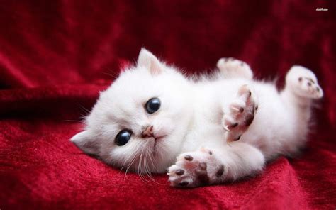 Cute Cats and Kittens Wallpapers - Top Free Cute Cats and Kittens ...