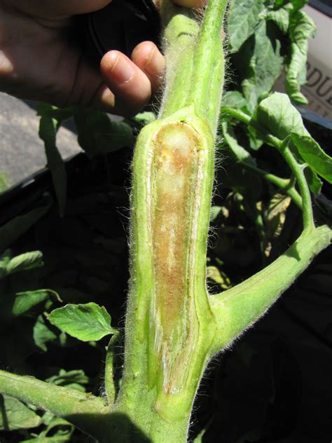 Bacterial Canker of Tomato | Purdue University Vegetable Crops Hotline