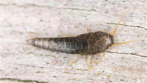 What To Know About Silverfish Eggs - Household Pests