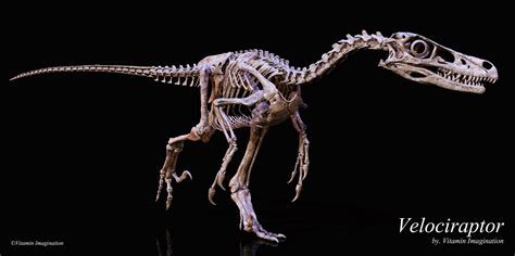 ArtStation - Velociraptor skeleton by.Vitamin Imagination