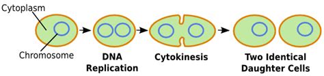 Binary Fission: Definition, Steps & Examples - Video & Lesson ...