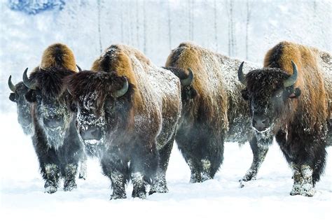 Critter Corner: Wood Bison will roam Alaska again | Outdoors ...