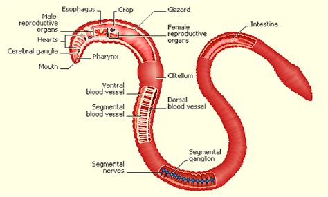 Anatomy Of A Worm Diagram