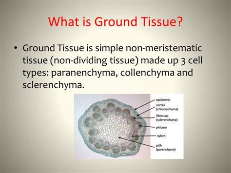 PPT - Ground Tissue PowerPoint Presentation - ID:1867499