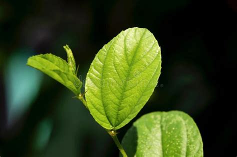 Daun Bidara, Ziziphus Mauritiana Leaves, in Shallow Focus, Also Known ...