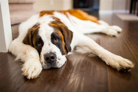 Lazy Dog Breeds That Are Expert Nappers | Reader's Digest