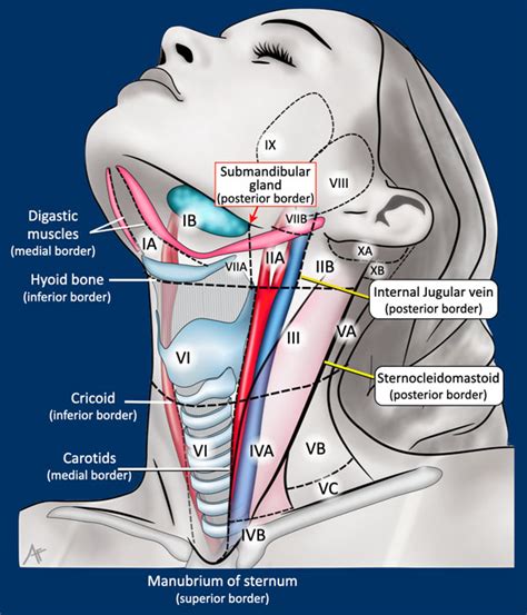 The Radiology Assistant : Cervical Lymph Node Map (2024)