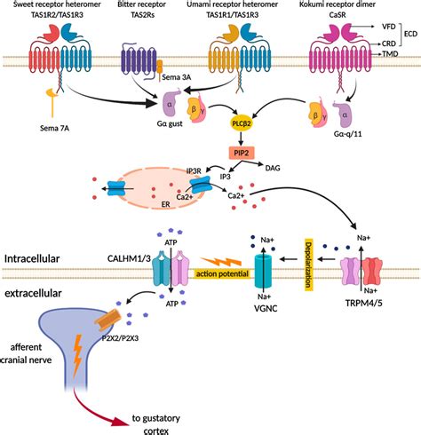 Signaling Pathway Receptors