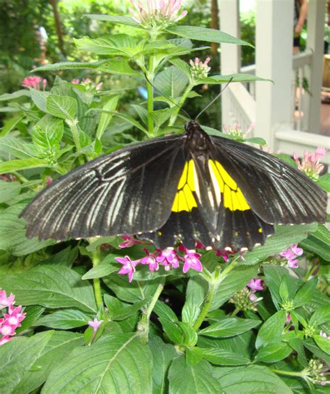 At the Butterfly Conservatory in Key West | Butterfly, Plant leaves, Plants