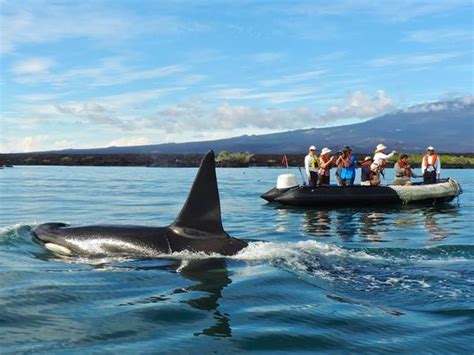 Galapagos wildlife cruise | Responsible Travel