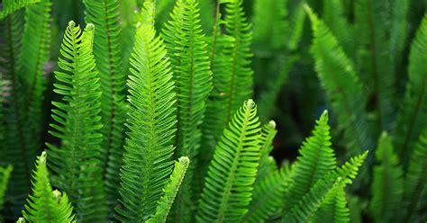 Creating A Fern Garden | Fasci Garden