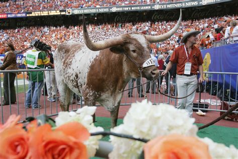 Texas Longhorn Mascot Bevo XIV Dead: 5 Fast Facts | Heavy.com