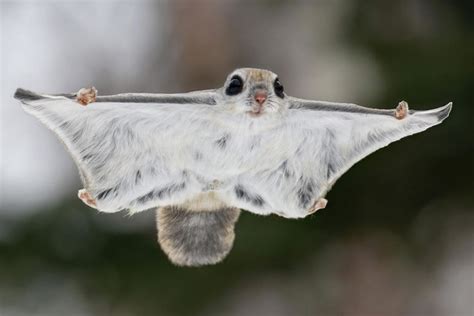 Japanese Pygmy Flying Squirrel