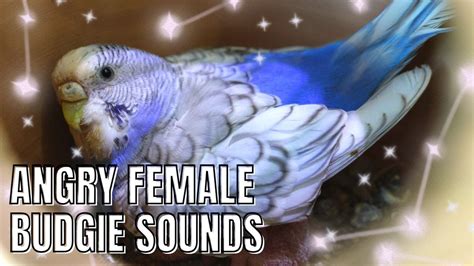 ANGRY FEMALE BUDGIE SOUNDS #birdsounds #parakeet #budgies #angry # ...