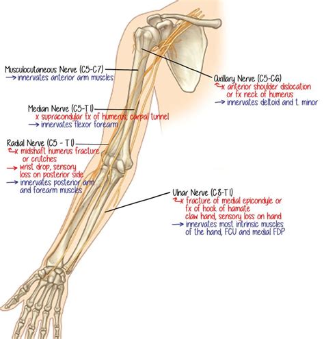 MD in training | Musculocutaneous nerve, Median nerve, Axillary nerve